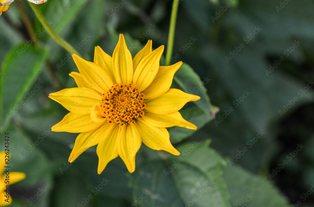 Chamomile and other flowers grow on a flower bed Chamomile and other flowers grow on a flower bed
