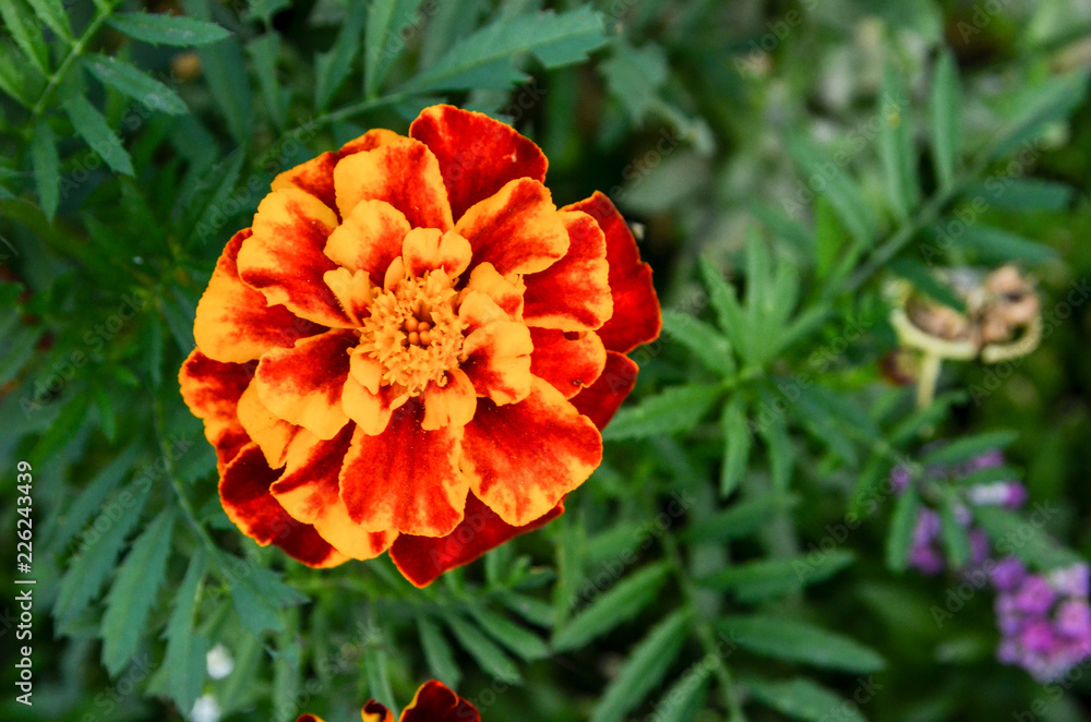 Chamomile and other flowers grow on a flower bed Chamomile and other flowers grow on a flower bed