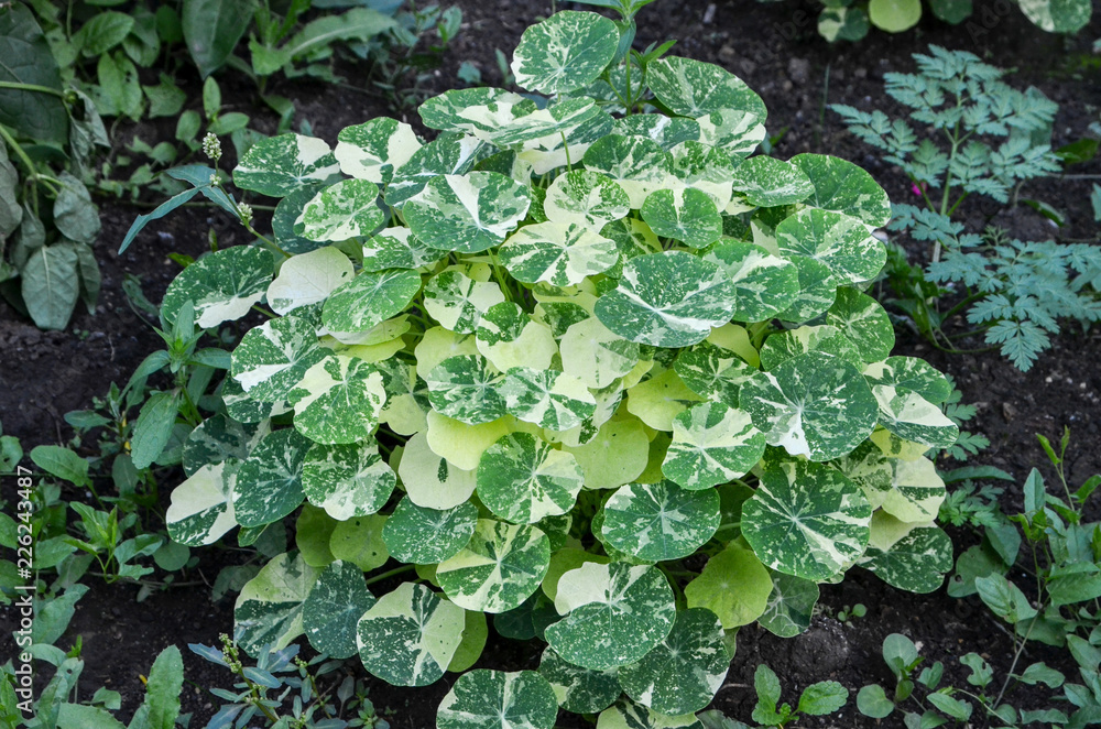 other flowers grow on a flower bed, other flowers grow on a flower bed,