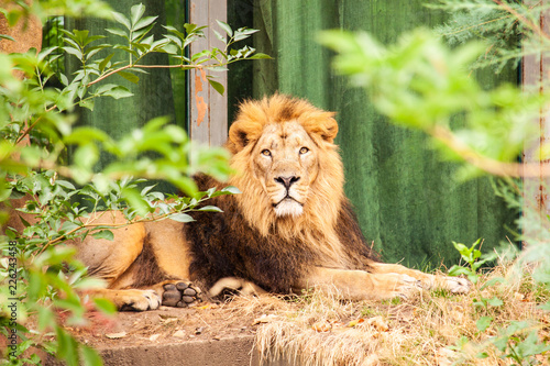 Sitting asiatic lion in london zoo