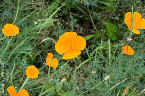 Chamomile and other flowers grow on a flower bed