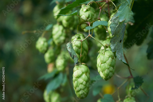 Wilder Hopfen