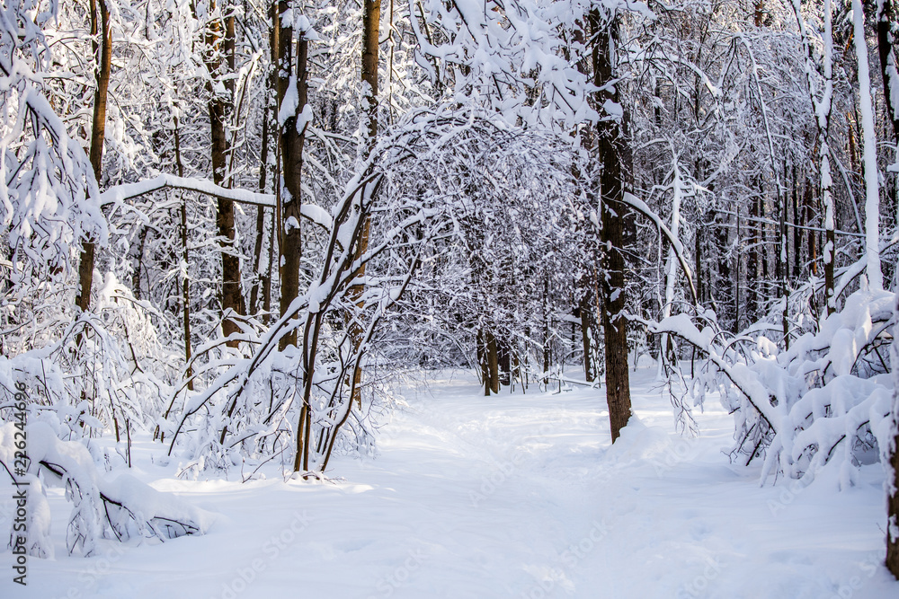 Picturesque photo of snowy trees in forest Picturesque photo of snowy trees in forest