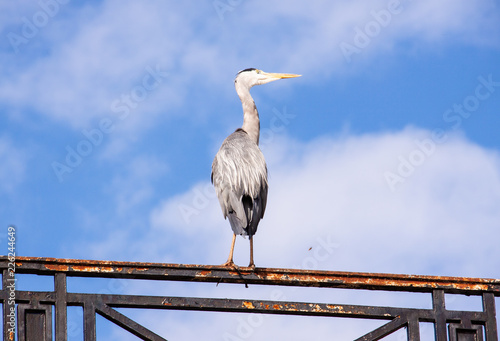a grey big bird on the balustrade photo