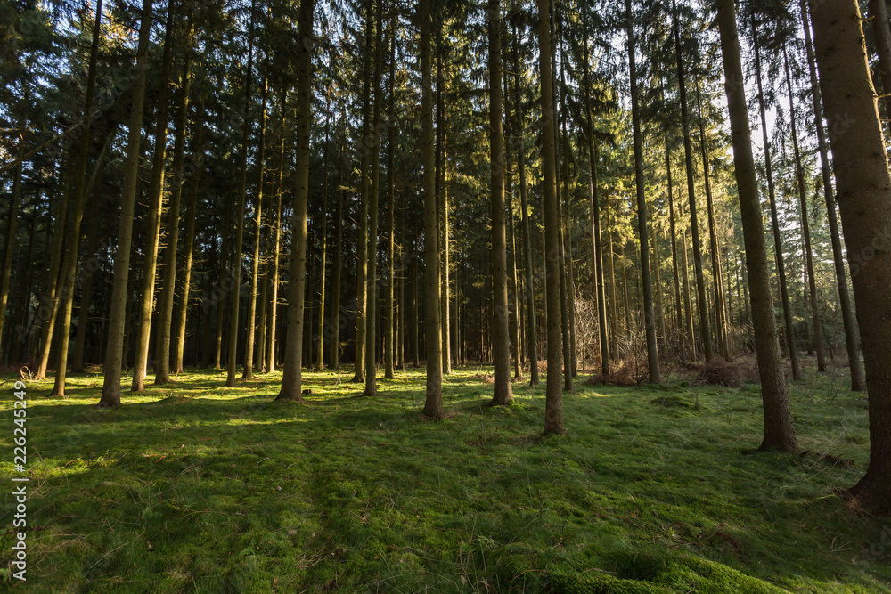 Obraz premium sonnendurchfluteter Kiefernwald