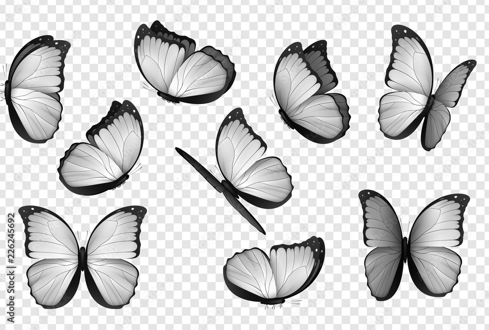 Butterfly white isolated vector.. Gray isolated butterflies. Insects with  bright coloring on transparent background. Stock Vector | Adobe Stock
