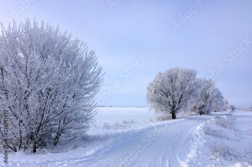 wood in frost, tree in frost, snowy road, snow-covered steppe, frosty day