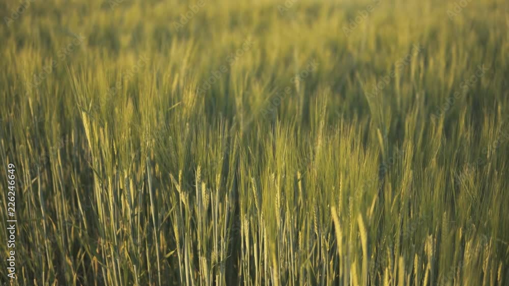 Horizontal camera slide over field full of green rye
Horizontal camera slide over field full of green rye