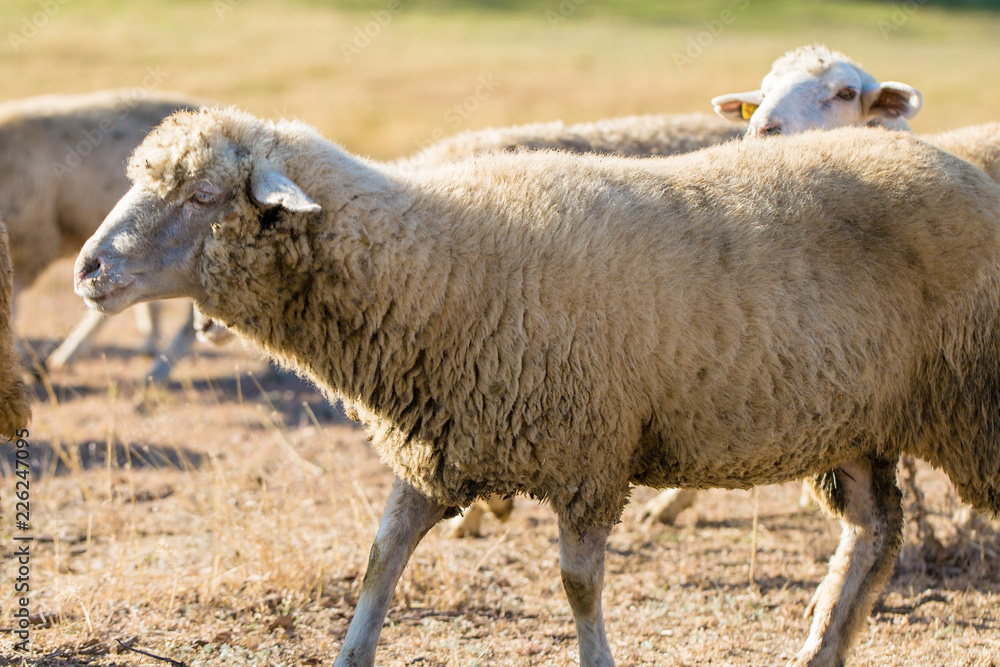 Sheep and goats graze on green grass in spring	