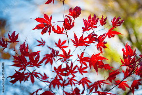 Japanese maple tree in autumn © Mariusz Blach