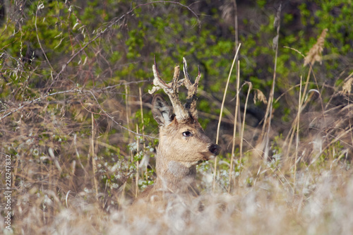 Siberian roe deer stands in the thickets of a bush in its natural habitat.