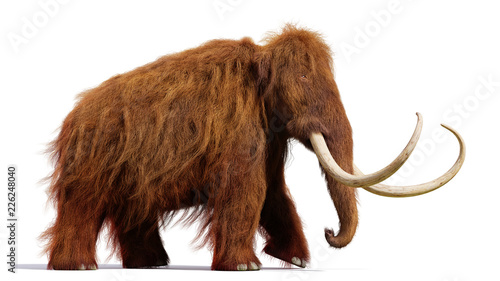 Cuadro en lienzo woolly mammoth, running prehistoric mammal isolated with shadow on white backgro