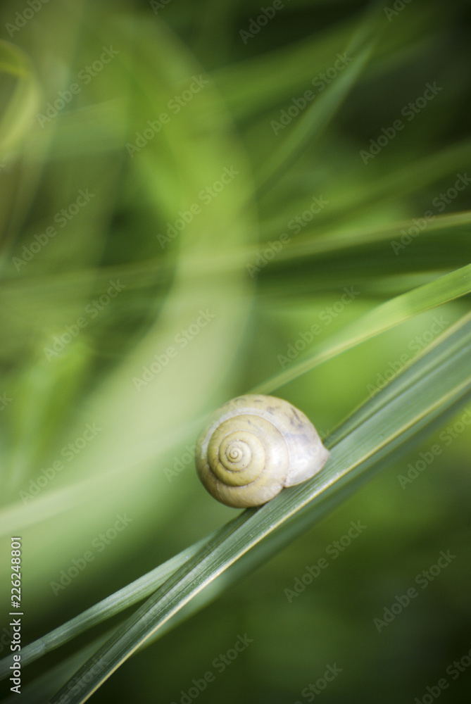Schnecke auf einem Blatt / Snail on a leaf Schnecke auf einem Blatt / Snail on a leaf