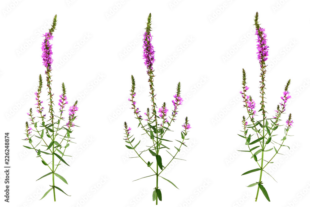 Isolated Lythrum Salicaria (Purple Loosestrife) Medicinal Herb Plant. Also Spiked Loosestrife, or Purple Lythrum.