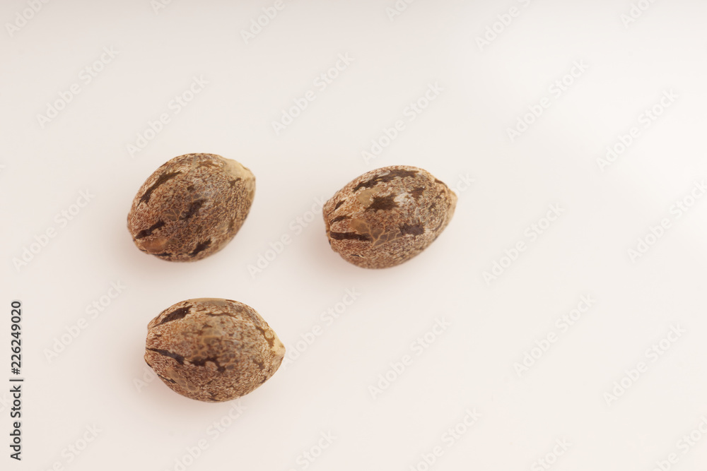 Cannabis seeds on white background macro Cannabis seeds on white background macro