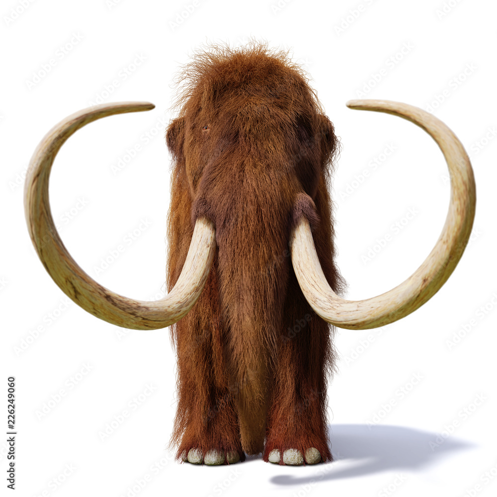 Fototapeta premium mamut włochaty, widok z przodu prehistorycznego ssaka na białym tle z cieniem na białym tle (ilustracja 3d)