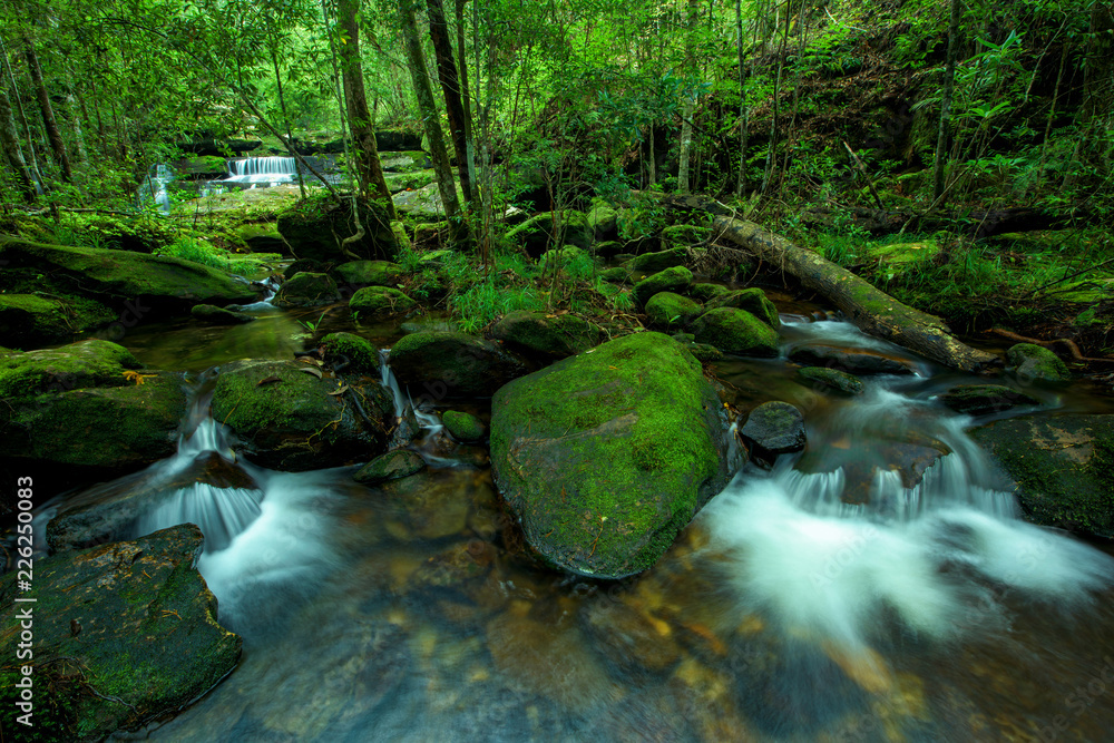 Obraz premium Beautiful stream in green forest
