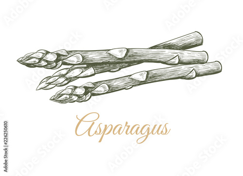 Asparagus sketch hand drawing. 