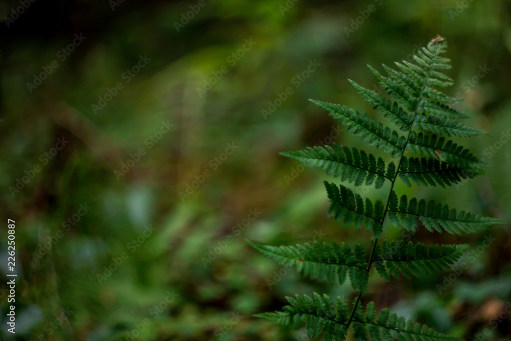 fern in forest fern in forest