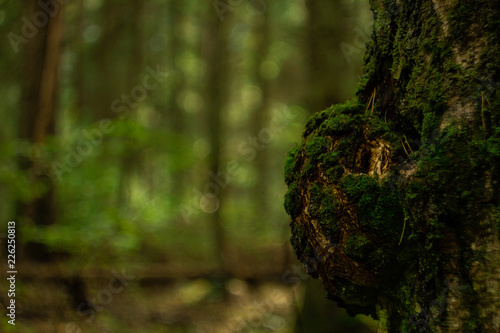 tree in forest