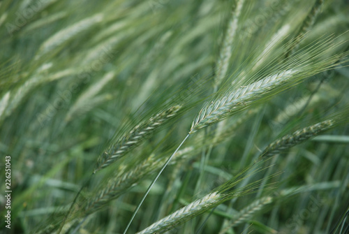 wheat field / Weizenfeld