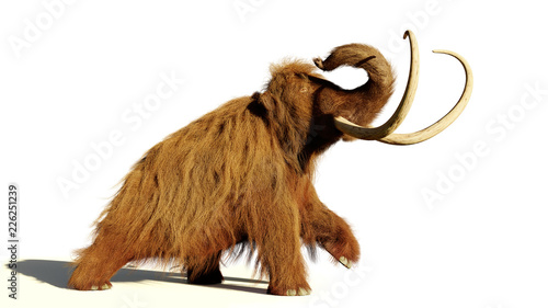 woolly mammoth, walking prehistoric mammal isolated with shadow on white background (3d illustration) photo
