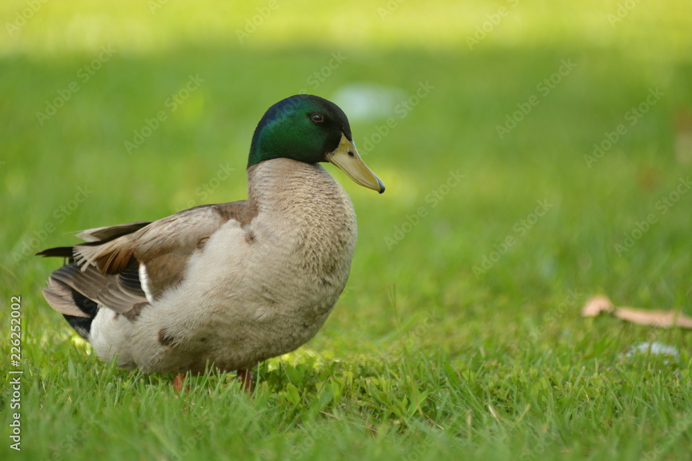 duck on the grass duck on the grass