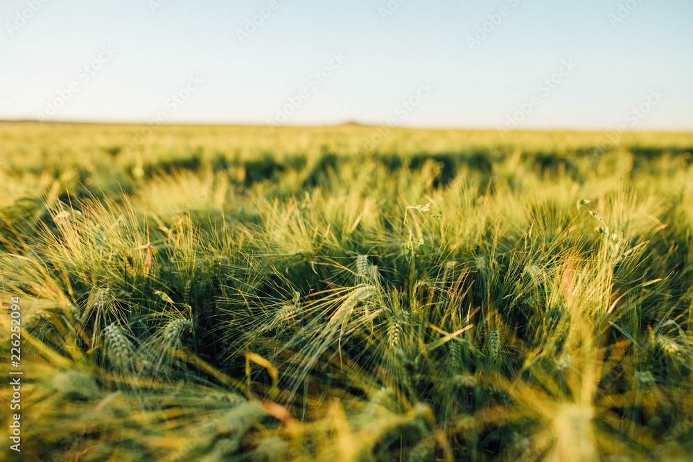 Fototapeta premium Growing crops