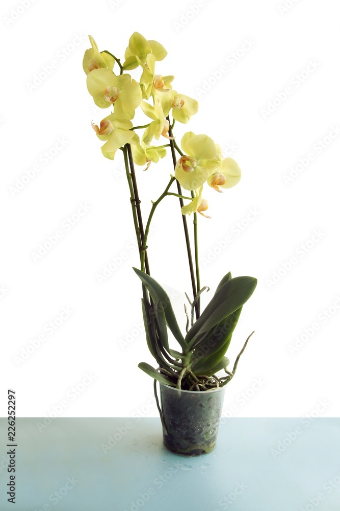 yellow orchid phalaenopsis close up