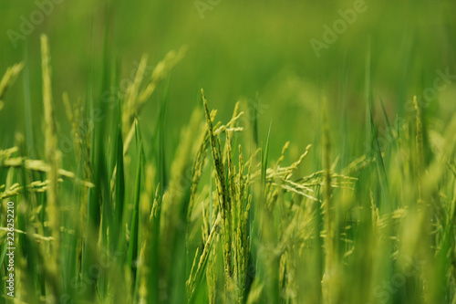 rice plants