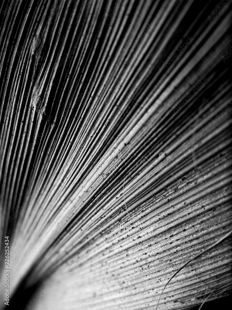 Obraz premium Black and white macro close up image of leaf with textured straight lines