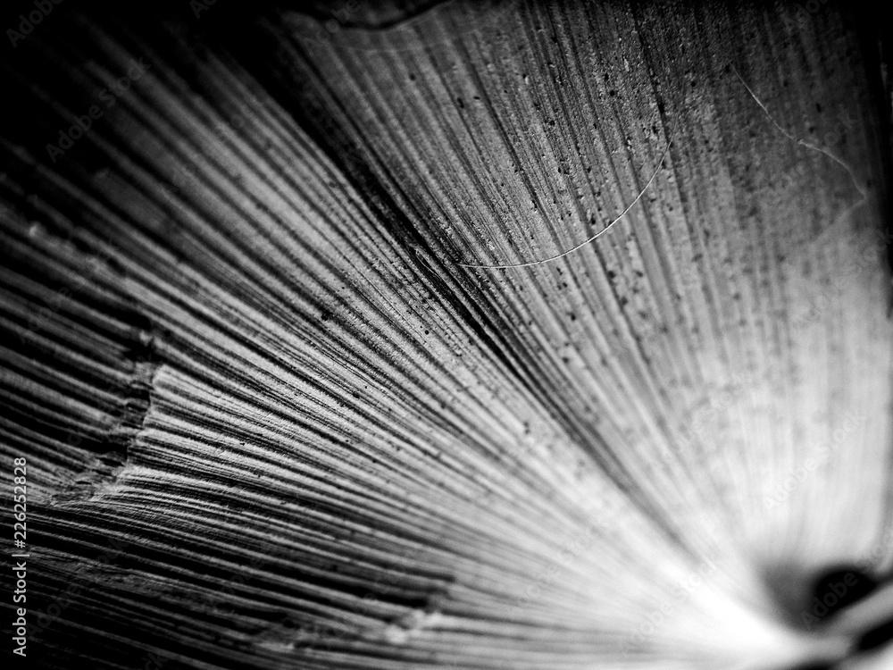 Black and white macro image of leaf with textured straight lines