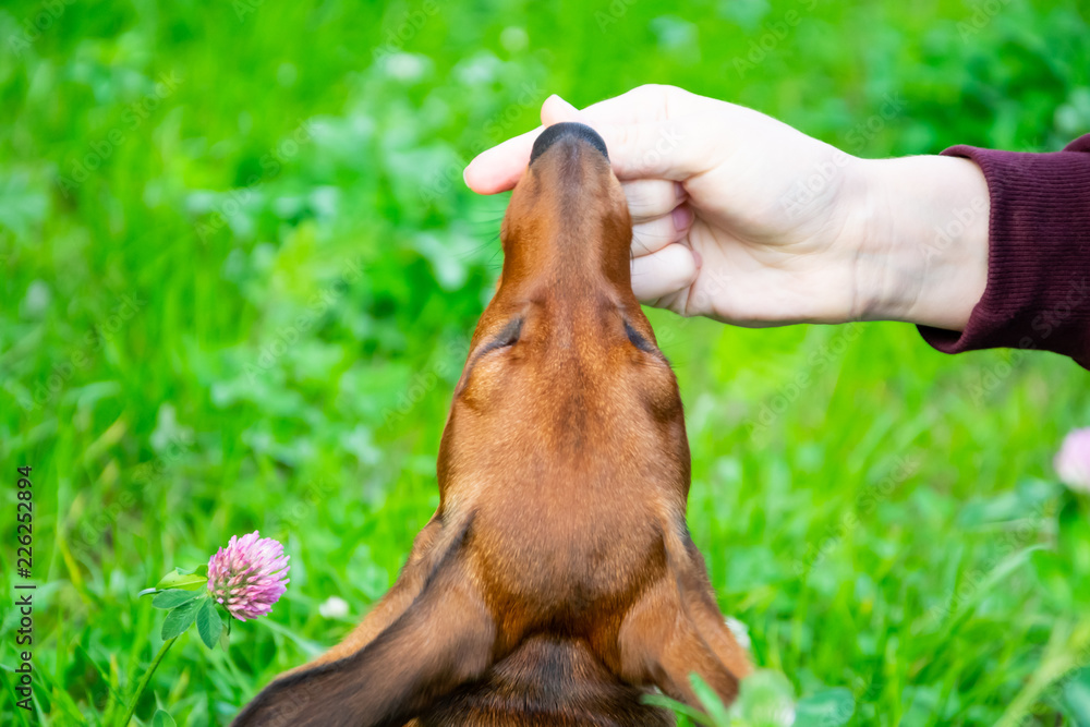 Miniature dachshund puppy with its owner. A young energetic dog is running around for a walk. Execution of commands in a game form Miniature dachshund puppy with its owner. A young energetic dog is running around for a walk. Execution of commands in a game form