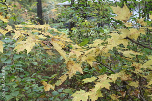 yellow and green leaves