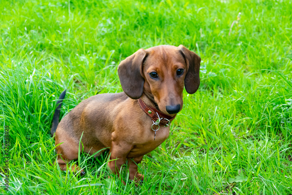 Miniature dachshund puppy with its owner. A young energetic dog is running around for a walk. Execution of commands in a game form