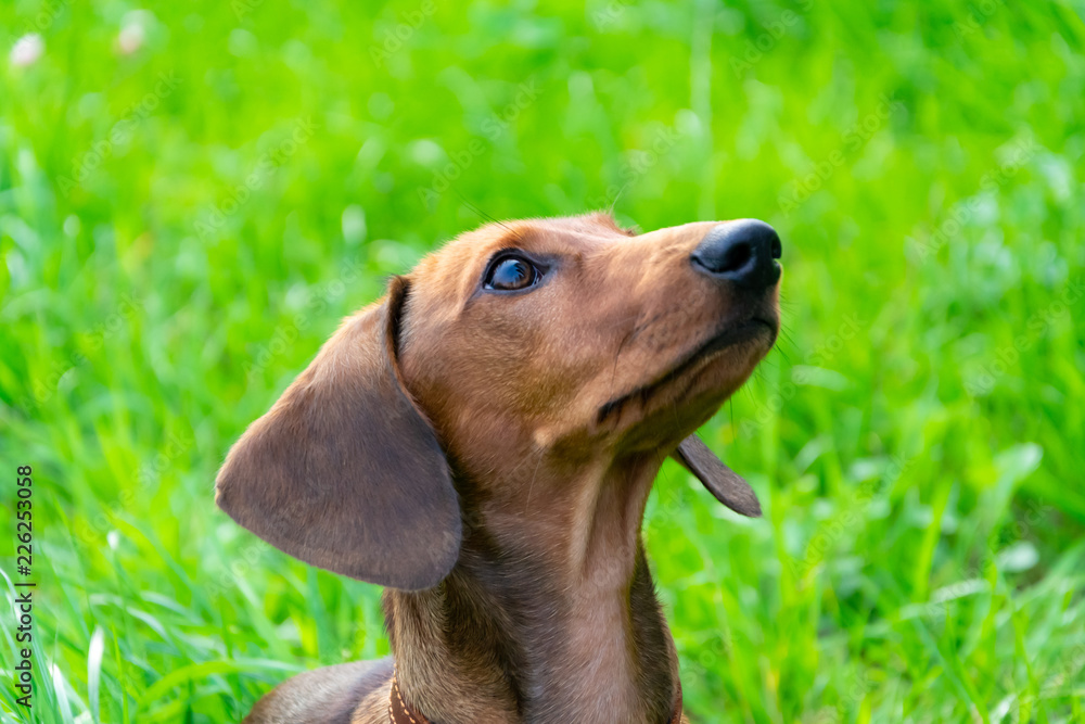 Miniature dachshund puppy with its owner. A young energetic dog is running around for a walk. Execution of commands in a game form Miniature dachshund puppy with its owner. A young energetic dog is running around for a walk. Execution of commands in a game form