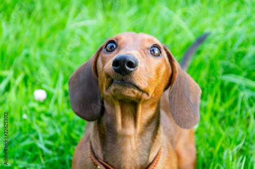 Miniature dachshund puppy with its owner. A young energetic dog is running around for a walk. Execution of commands in a game form