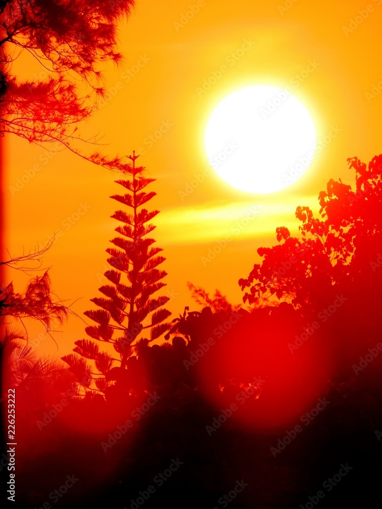 Vibrant sunshine with orange red sky during twilight hours with christmas tree