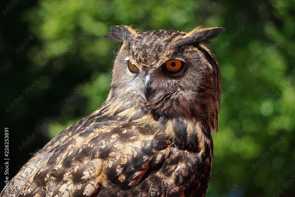 Fototapeta premium Close-up of a young Eurasian eagle-owl (Bubo bubo) -- one of the largest species of owl.