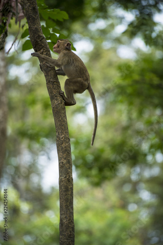 Monkey climbs up the tree