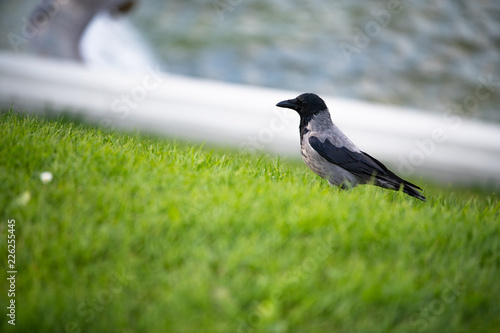 Hooded European Crow flying through Belvedere park in Austria Vienna