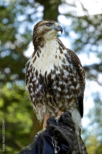 Profile portrait of a red-tailed hawk (Buteo jamaicensis) -- also known as the “chickenhawk.”
