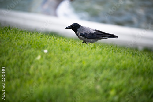 Hooded European Crow flying through Belvedere park in Austria Vienna