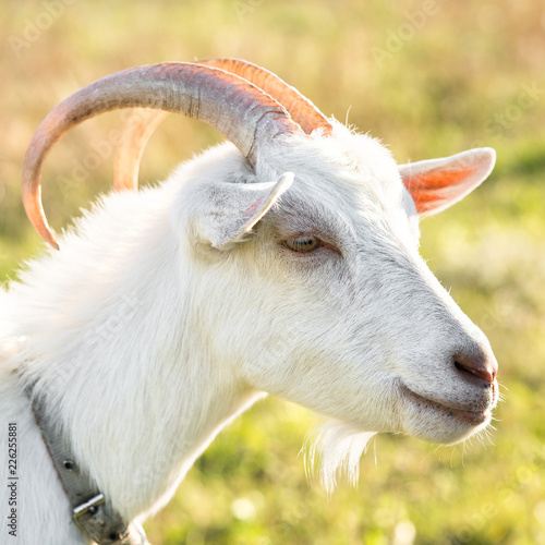 Portrait of a homemade white goat in a collar closeup.