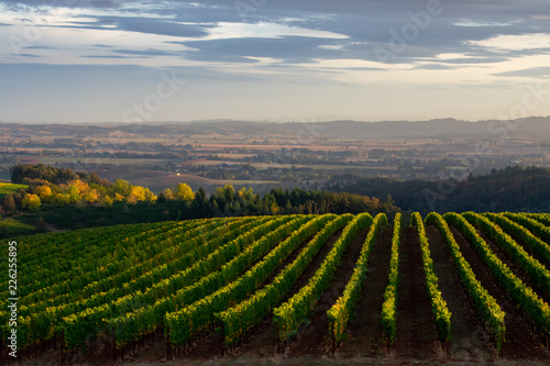 Looking down on an Oregon vineyard in early fall  distant trees glowing gold and each row of vines tipped by afternoon sun. 