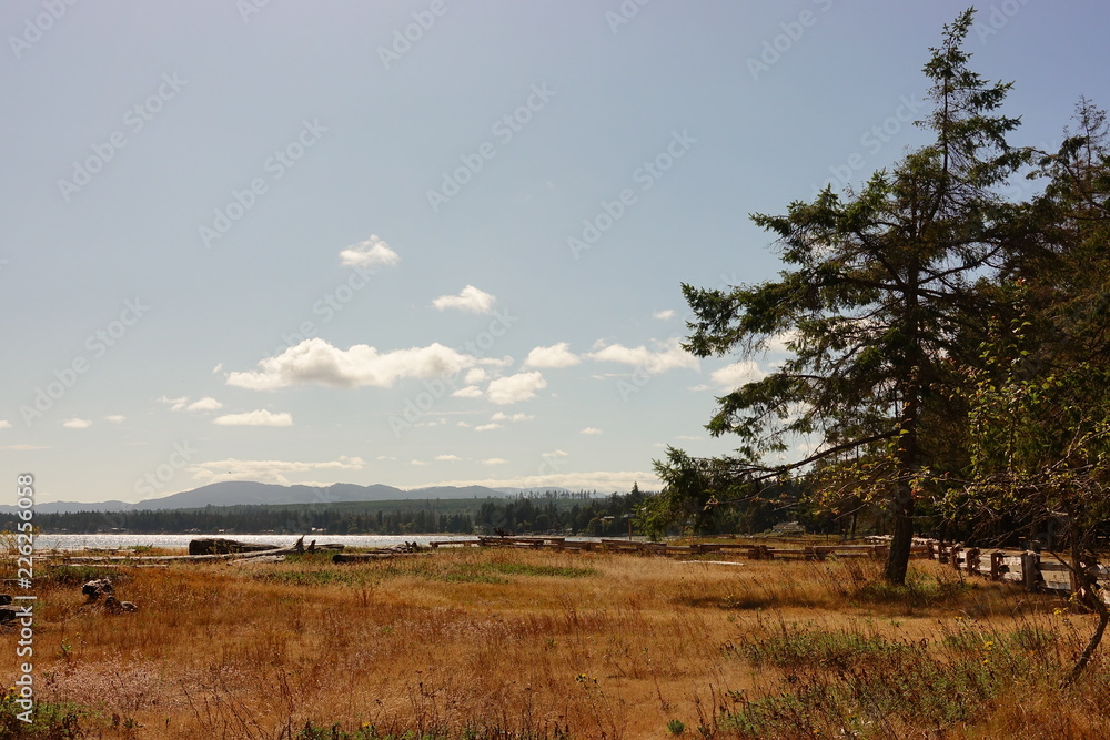 Hot summer days have killed the seaside grass in this west coast island park. Hot summer days have killed the seaside grass in this west coast island park.