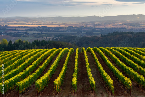 Looking over a view of an Oregon vineyard, lines of vines tipped by afternoon sun, a glow highlighting the distant valley backed by blue hills. 