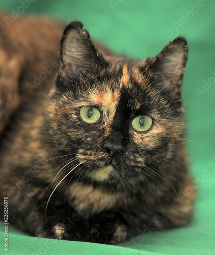 tortie shorthair cat on a green background photo