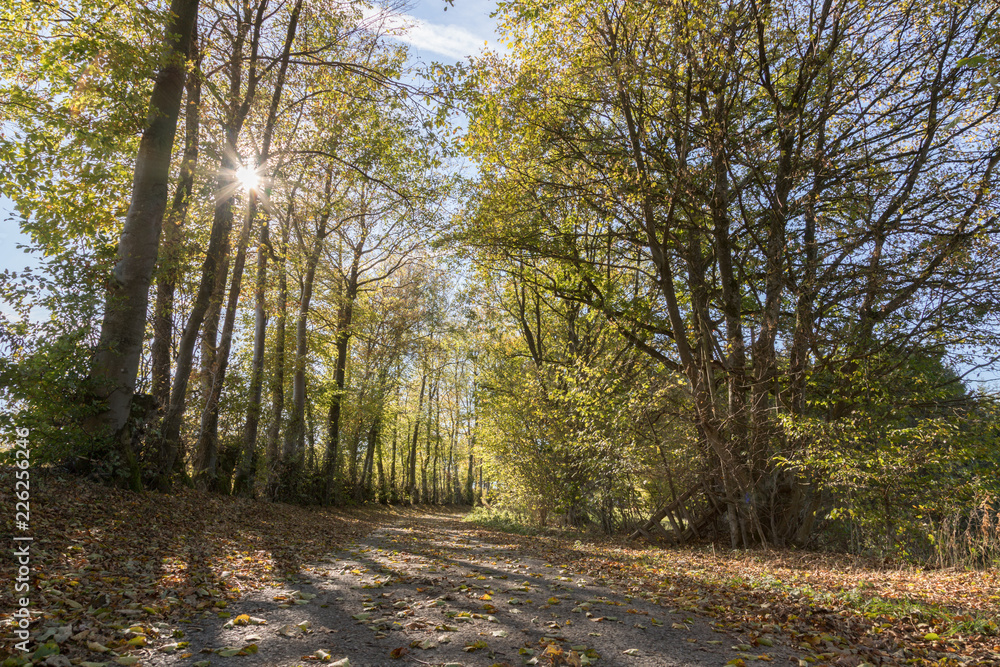 Laubbäume im Herbst an einem Feldweg im Gegenlicht Laubbäume im Herbst an einem Feldweg im Gegenlicht