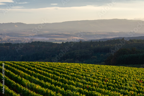 An Oregon vineyard glows in the foreground  each row highlighted by afternoon sun  dark forest behind  and a view over a valley to distant hills. 